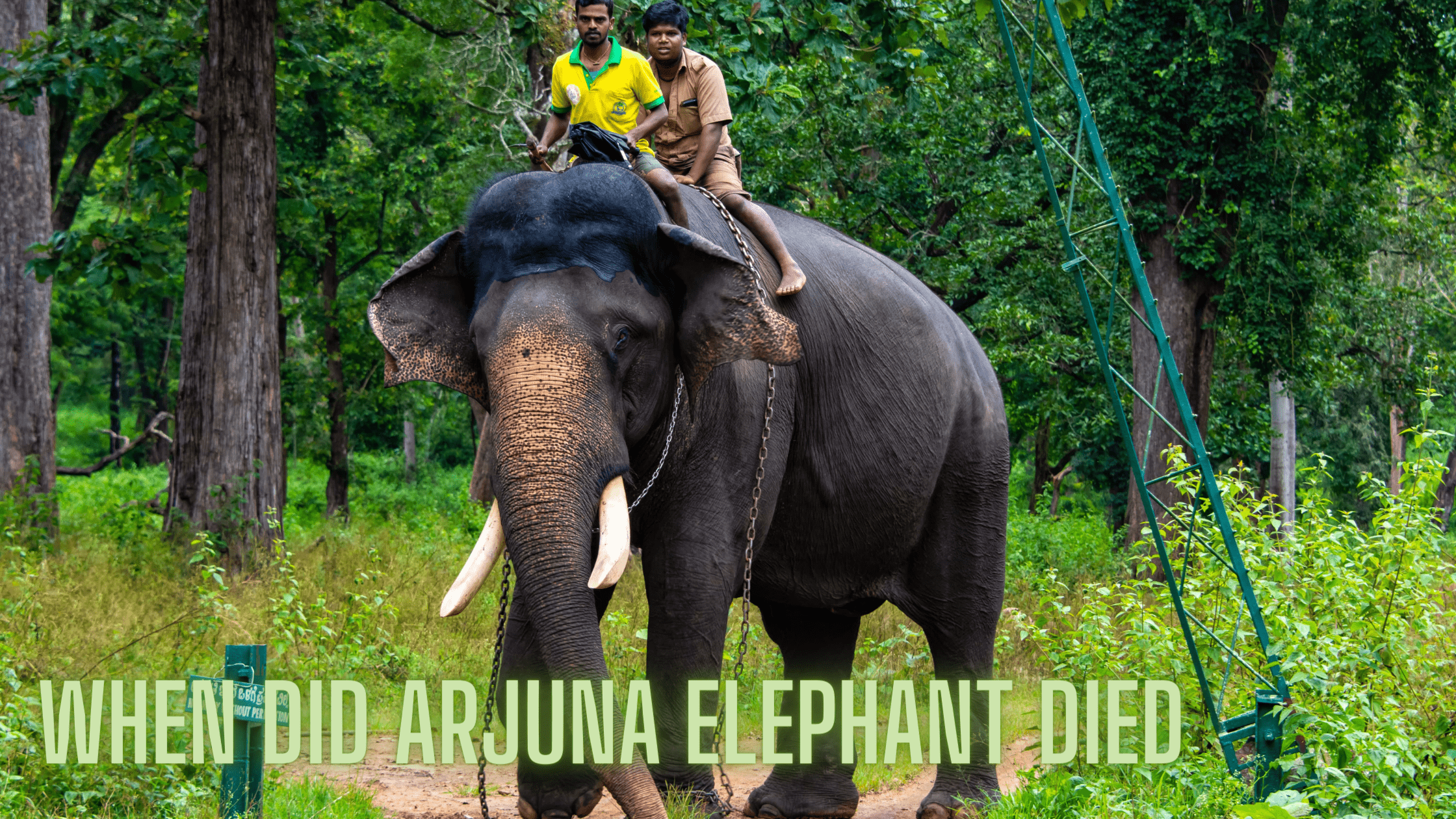 when did arjuna elephant died